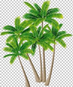 three palm trees with green leaves on the top and bottom, against a white background