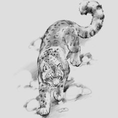 a black and white drawing of a cheetah walking on the ground with it's tail curled up