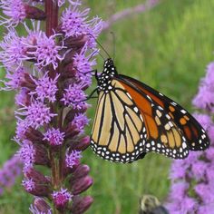 a monarch butterfly resting on a purple flower