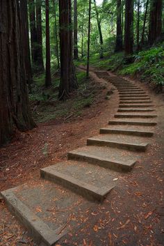 there are many steps that lead up to the trees