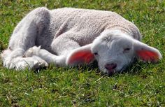 a white sheep laying in the grass with its head on it's hind legs