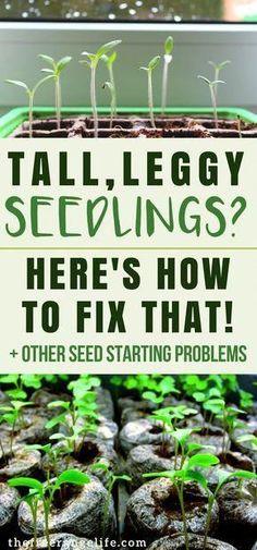 seedlings are growing in the ground with text overlay that reads, tailleggy sewings here's how to fix it and other seed starting problems