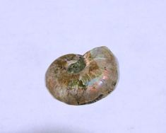 Ammonite Spiral Fossil Pair | 2pcs - The Meteorite Traders Opalized Ammonite, Extinct Species, Ammonite Fossil, Rainbow Colors, Fossil, Decorative Bowls, 1 Inch, Jewelry Making, Stone