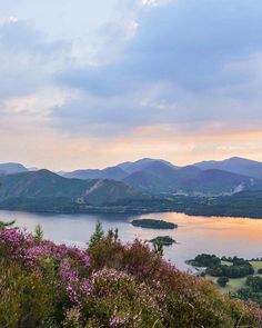 a scenic view of the lake and mountains at sunset or dawn with pink flowers in foreground