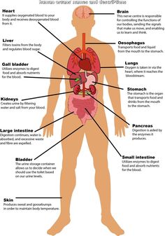 the human body and its major organs