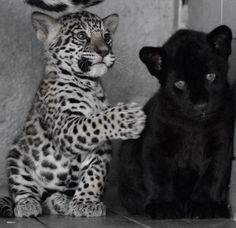 two small black and white kittens sitting next to each other