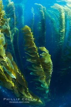 some very pretty plants in the water by itself with sunlight shining on them and blue water