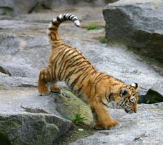 a small tiger cub walking on some rocks and looking at something in the distance with his paw up