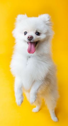 a small white dog standing on its hind legs with it's tongue hanging out