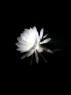 a large white flower sitting on top of a black surface