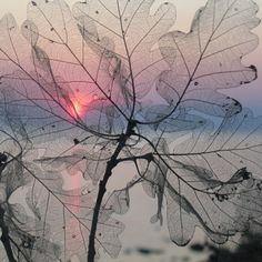 the sun is setting behind a leaf with water droplets on it's back side