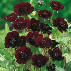 a bunch of red flowers sitting on top of a lush green field