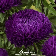 Aster, Gremlin Violet (Tall Double) (Callistephus gremlin) - 50 Seeds - Southern Seed Exchange Seed Exchange, Goth Garden, Gothic Garden, Rare Seeds, Heirloom Vegetables, Gardening Advice, Balloon Flowers, Community Gardening, Medicinal Herbs