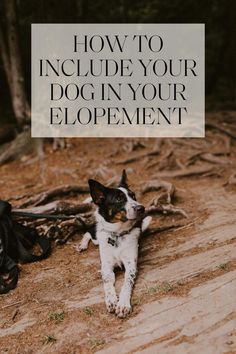 Dog sits on beach in Michigan during elopement.