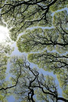 looking up at the tops of several trees