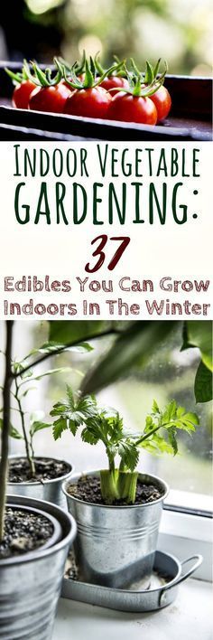 indoor vegetable gardening 37 edible, you can grow indoors in the winter and even on the patio