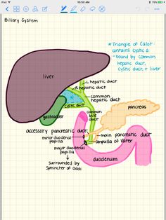 the liver diagram is shown in this screenshote screen shot from an ipad device