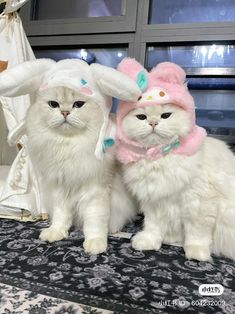 two white cats wearing bunny ears on their heads