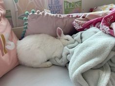 a white cat laying on top of a bed covered in blankets and pillows next to a pillow