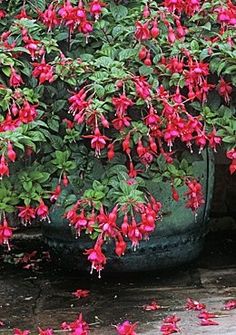 red flowers blooming on the side of a green planter next to a sidewalk