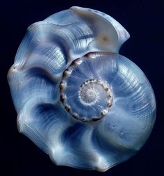 an image of a blue shell in the water