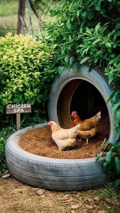 two chickens in a tire shaped chicken coop