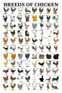 a poster with different types of chickens on it's sides and the words breeds of chicken