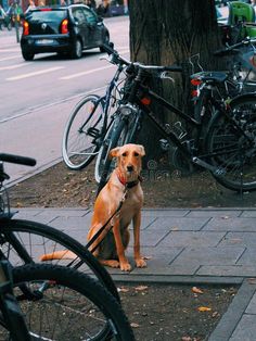 a dog tied up to a tree on the side of a street with parked bikes in the background