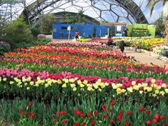 many different colored flowers in a garden