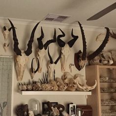 the wall is full of skulls and animal heads