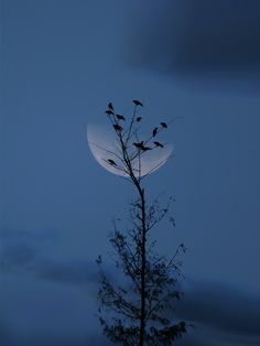 birds are perched on the top of a tree at night with the moon in the background