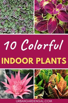 colorful indoor plants with text overlay that reads 10 colorful indoor plants