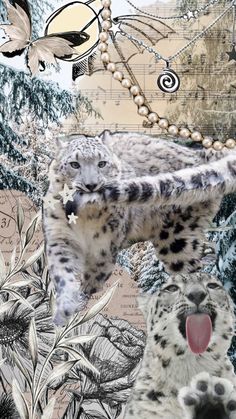 the snow leopard has its tongue out and it's mouth is open, as if in front of him