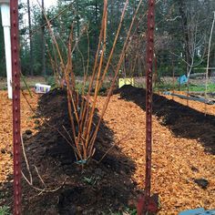 a group of trees that have been planted in the ground with some dirt on them