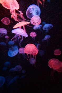 many jellyfish are swimming in the water