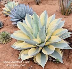 several different types of succulents growing in the sand