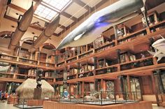 a room filled with lots of wooden shelves and bookshelves covered in shark sculptures