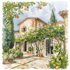 an orange tree in front of a house with potted plants and citrus trees around it