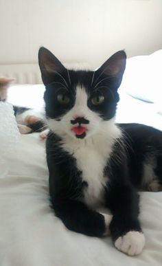 a black and white cat laying on top of a bed with its tongue sticking out