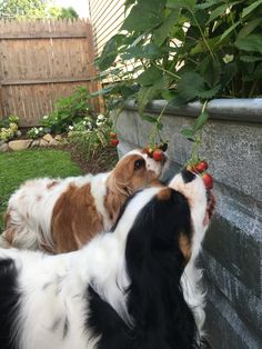 two dogs laying on the ground next to each other eating strawberries from a bush