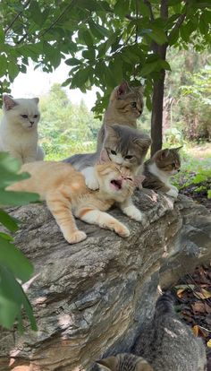 five cats sitting on top of a rock in the woods and one cat has its mouth open