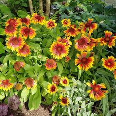 many different types of flowers in a garden