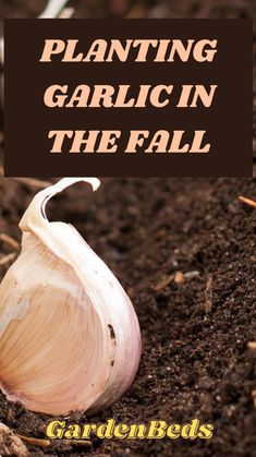 a garlic plant with the words planting garlic in the fall on it's side