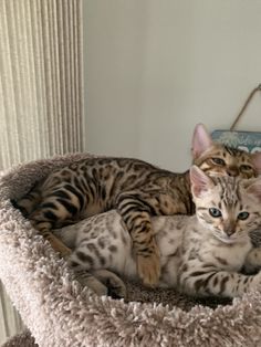 two kittens are laying in a cat bed