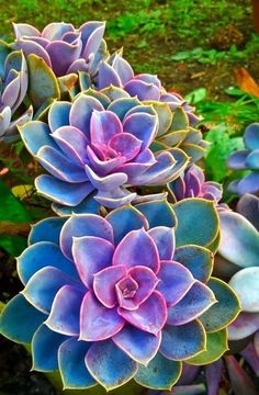 some very pretty purple and green plants in the grass