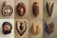 several different types of fruit are shown in this collage, including pine cones and acorns