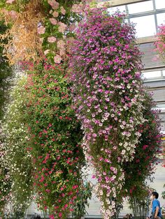 several different types of flowers hanging from the ceiling in a garden center with people walking by