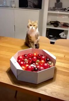 a cat sitting on top of a table next to a box filled with christmas ornaments