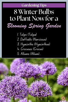 purple flowers with text that reads 8 winter bulbs to plant now for a blooming spring garden