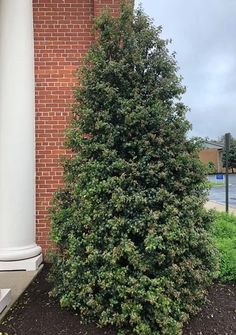 a very tall green tree next to a brick building with white pillars and columns on either side